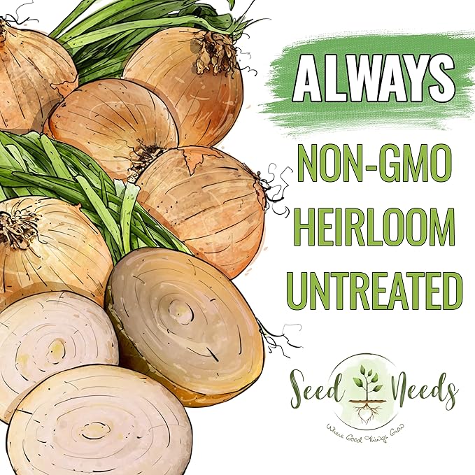 Seed Needs Onion Seeds for Planting Yellow Sweet Spanish Long Day Onions - Non-GMO Heirloom & Untreated Vegetable Seeds to Plant an Outdoor Home Grown Veggie Garden (2 Packs)