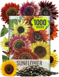 Seed Needs Sunflower Seeds to Plant Sunset Blend 7 Varieties Mix | 1000+ Seeds Helianthus Annuus Heirloom Open Pollinated Bulk Flower Seed | Multicolored Sun Flowers