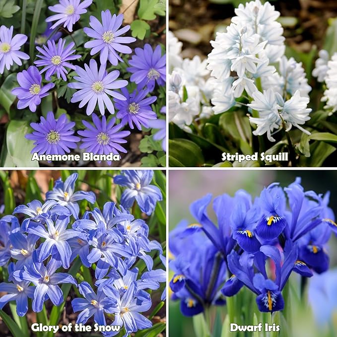 Amazing Rock Garden Flower Collection – 55 Bulbs | Mixed Colors (Pink, Purple, White, Blue) Spring Bloomers – Easy to Grow Perennial | Partial Sun to Shade – Zones 3‑8 - Attracts Butterflies & Bees