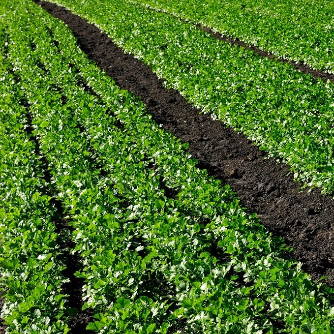 400Pcs Cilantro Seeds for Planting, Coriander Seeds Vegetable to Grow Indoor Outdoor