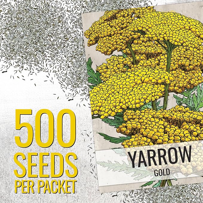 Seed Needs Gold Yarrow Seeds for Planting Yellow Achillea filipendulina - Heirloom & Open Pollinated Perennial Flowers to Attract Monarch Butterflies to a Butterfly Garden (5 Packs)