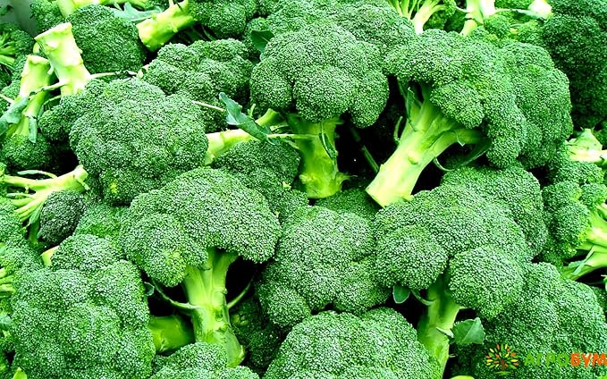 Broccoli Vitamin Seeds for Planting 200 Seeds Non-GMO Pack with Growing Instructions Vegetable Garden