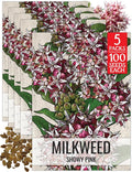 Seed Needs Showy Milkweed Seeds for Planting - Untreated & Open Pollinated, Attracts Monarch Butterflies in a Butterfly Garden (5 Packs)