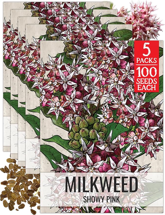 Seed Needs Showy Milkweed Seeds for Planting - Untreated & Open Pollinated, Attracts Monarch Butterflies in a Butterfly Garden (5 Packs)