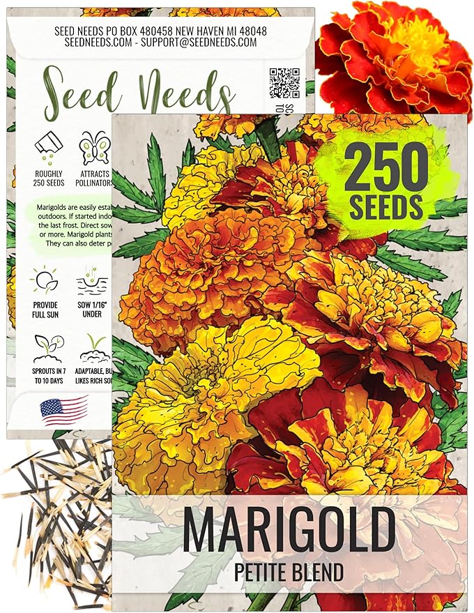 Seed Needs. Petite Marigold Seeds - Blend of 250 Heirloom Seeds for Planting Tagetes patula - Ruffled Flowers to Attract Pollinators and to Grow a Butterfly Garden (1 Pack)