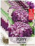 Seed Needs Purple Peony Poppy Seeds for Planting Poppies - Heirloom & Open Pollinated Violet Flowers to Attract Butterflies & Pollinators to a Butterfly Garden (5 Packs)