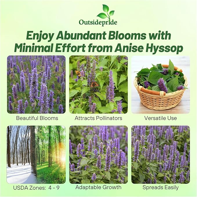 Outsidepride Purple Anise Hyssop Seeds for Planting - 5000 Pcs Perennial Herb Garden Seeds with Fragrant Blooms Attractive to Pollinators, for Small Gardens, Containers, & Xeriscaping
