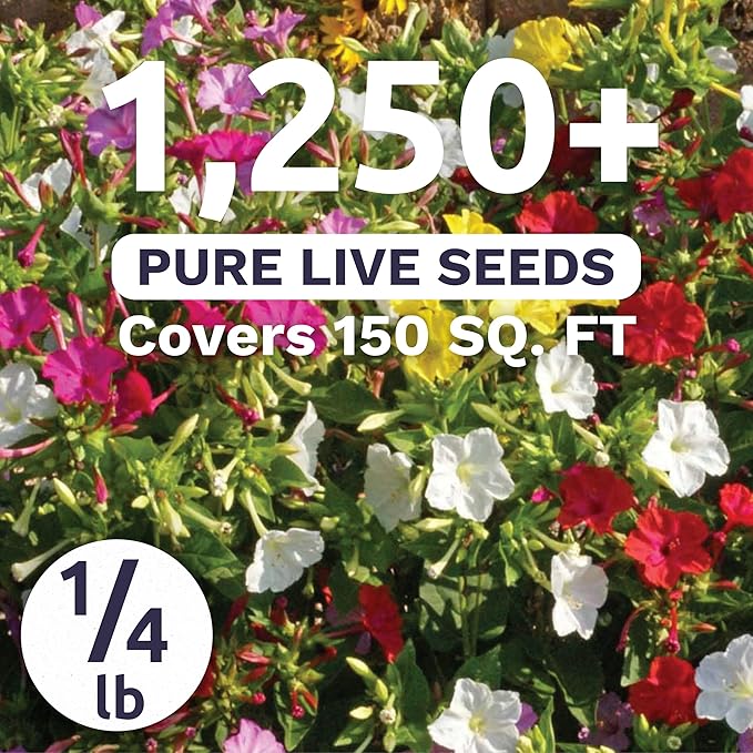 Four O'Clock Mixed Colors Blend - Bulk 1/4 Pound Pouch - 1,250 Flower Seeds for Planting - Mirabilis Jalapa