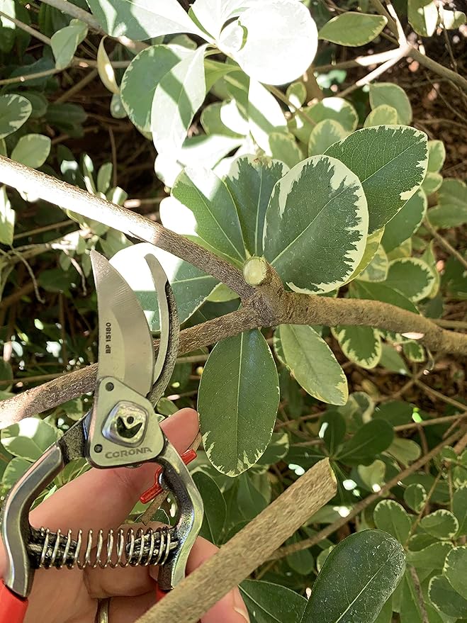 Corona Tools Forged Steel ClassicCUT Bypass Hand Pruner – 1-Inch Cut Capacity Garden Pruning Shears for Stems & Branches, Heavy-Duty Bypass Pruners for Tree, Shrub & Plant Trimming