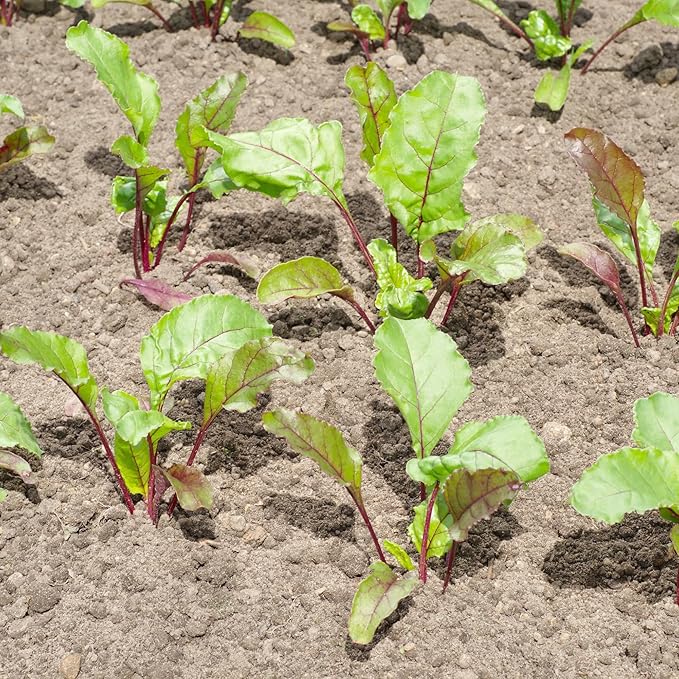 Seed Needs, Golden Detroit Beet Seeds - 250 Heirloom Seeds for Planting Beta vulgaris - Grow an Outdoor Garden Non-GMO & Untreated (5 Packs)
