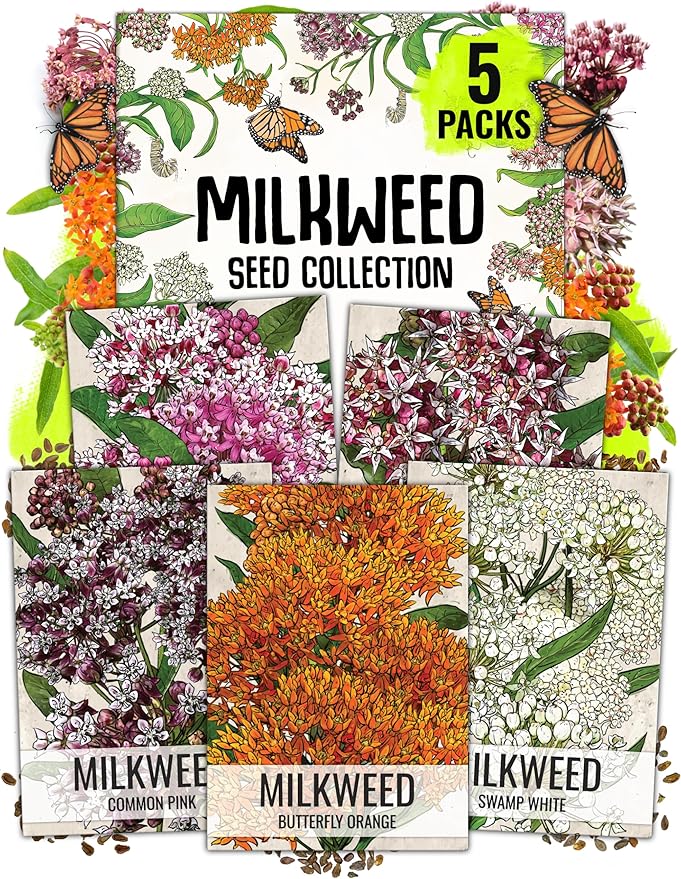 Seed Needs Milkweed Seeds for Planting a Butterfly Garden to Attract Monarch Butterflies - Collection of Pink, Orange & White Asclepias Milk Weed Variety Pack (5 Packs)