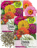 Seed Needs Thumbelina Zinnia Seeds for Planting - Heirloom & Open Pollinated Annual Dwarf Cut Flowers - Grow a Butterfly Garden to Attract Pollinators (2 Packs)