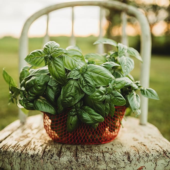 Genovese Basil - 250 Seeds - Heirloom Basil Variety, Non-GMO Heirloom Herb Seeds for Planting, Grow Kitchen Herbs Indoors or Outdoors in Containers, aerogardens, Home Garden, Thresh Seed Company