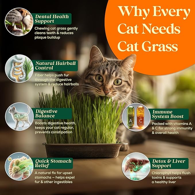 Seedphony Cat Grass Seed Mix – 4 oz Pack with 5,200 Non-GMO Heirloom Seeds for Cats, Barley, Oat, Rye & Wheatgrass for Indoor Growing, Fresh Pet Grass for Digestion & Hairball Control