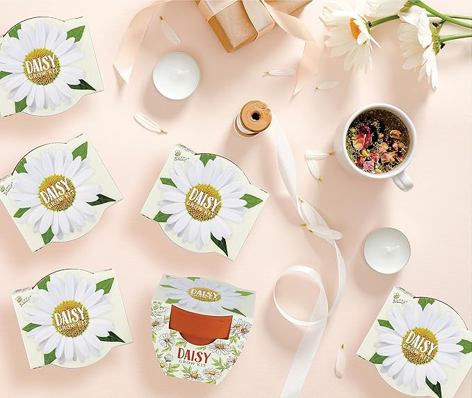 BUZZY Seeds Daisy Daydream Collection Mini Terracotta Grow Pots 6-Pack, All-in-One Starter Kit with Seed Packs and Growing Medium, Wedding Favors, Gardening Gifts, Garden Parties