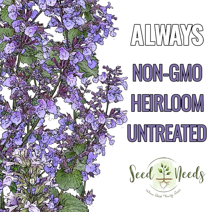 Seed Needs Catmint Seeds for Planting an Indoor/Outdoor Herb Garden - Non-GMO Heirloom & Untreated Herbal Plants - Great for Cats Nepeta mussinii (5 Packs)
