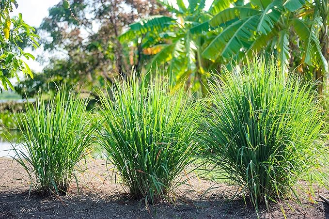 TKE Farms & Gardens - Lemongrass Seeds for Planting, Over 750 Non-GMO Seeds, Grow Indoors & Outdoors for Fresh Herbs Year Round, Easy-to-Grow Aromatic Herb for Cooking, Teas & Wellness