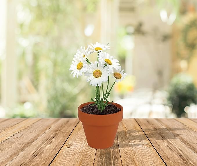 BUZZY Daisy Seeds & Genuine Terracotta 5cm Mini Pot Bulk Pack (20 Count), Includes 20 Each of pots, Soil pellets and Seeds - Great for Favors, Crafts, School Projects, Weddings, and Seed Starter Kits