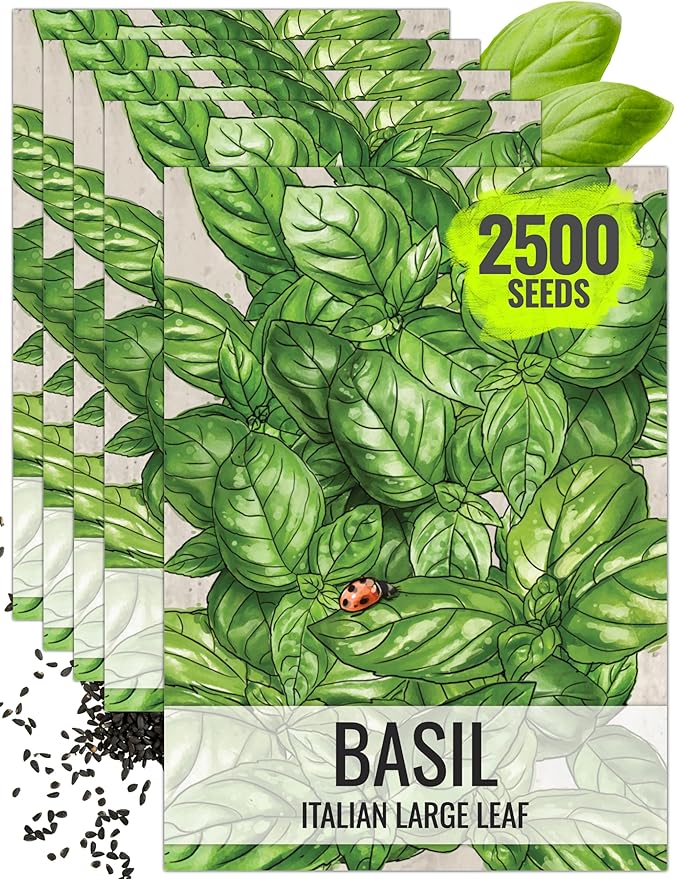 Seed Needs Basil Seeds for Planting Italian Large Leaf Herbs - Non-GMO Heirloom & Untreated - Grow an Indoor or Outdoor Home Grown Herb Garden (5 Packs)