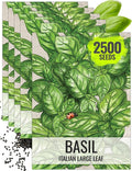 Seed Needs Basil Seeds for Planting Italian Large Leaf Herbs - Non-GMO Heirloom & Untreated - Grow an Indoor or Outdoor Home Grown Herb Garden (5 Packs)