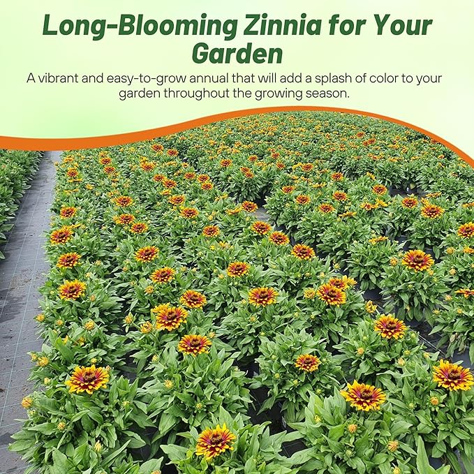 Outsidepride Zinnia Elegans Zowie Yellow Flame Seeds – 15 Pieces Annual, Heat & Drought Tolerant, Zinnia Flower Seeds w/Bicolor Blooms, Pollinator-Friendly for Garden Beds & Landscapes (AAS Winner)