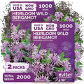 KVITER 2,000 Wild Bergamot Seeds for Planting (Monarda fistulosa), 2 Pack – Bee Balm Native Wildflower, Pollinator Magnet, Organic & Non GMO – Flower Seeds to Plant Outside in Flower/Herb Garden