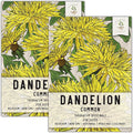Seed Needs Dandelion Seeds for Planting Traxacum officinale - Non-GMO Heirloom & Untreated Garden Seed to Plant Dandelions for Herbal Uses & Edible Salads (2 Packs (1,000 Seeds))