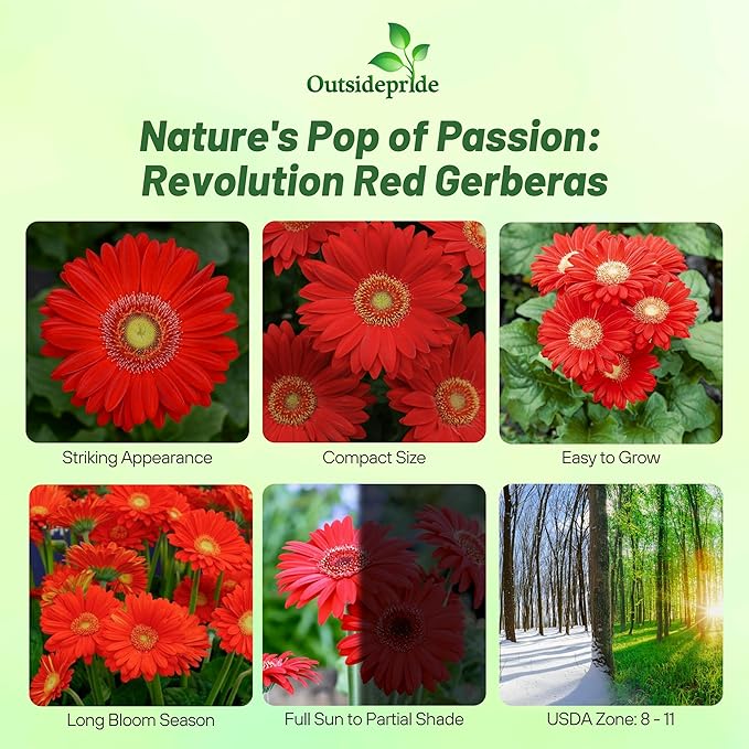 Outsidepride Red Gerbera Seeds - 10 Pcs Perennial, Compact & Low Maintenance, Flower Seeds for Planting w/Mounding Foliage & Vibrant Red Blooms, Ideal for Garden Landscaping & Cut Flower Arrangements