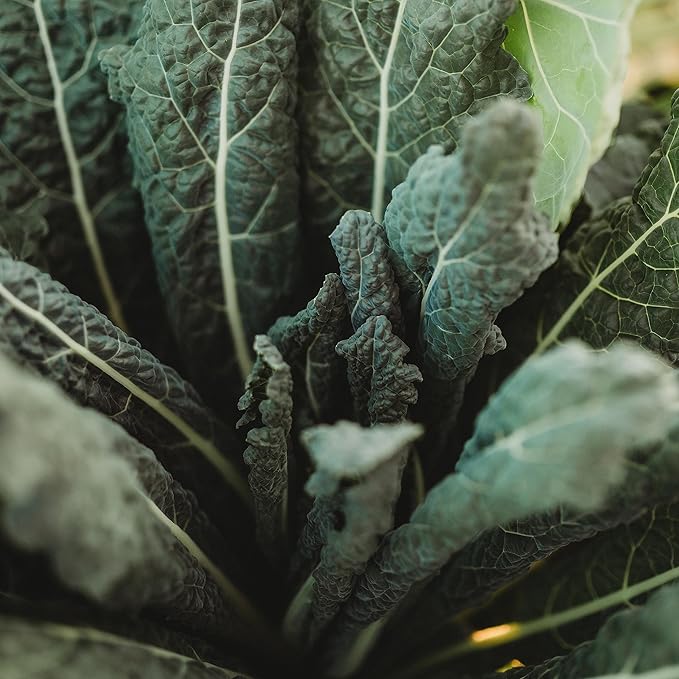 Lacinato Kale - 100 Seeds - Heirloom Italian Kale Variety, Non-GMO Vegetable & Leafy Greens Seeds for Planting Indoors/Outdoors in Containers/Aerogarden/Home Garden, Thresh Seed Company