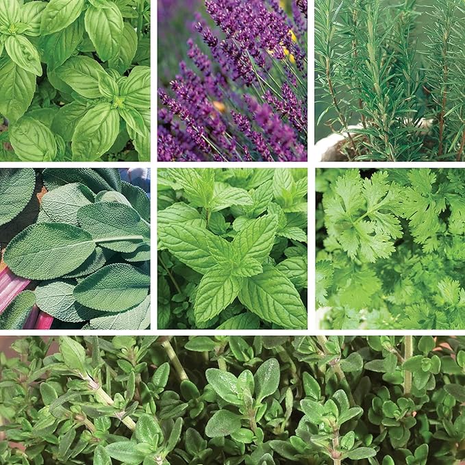 Ferry-Morse Aromatherapy Herbs Seeds Variety Pack - 7 Pack