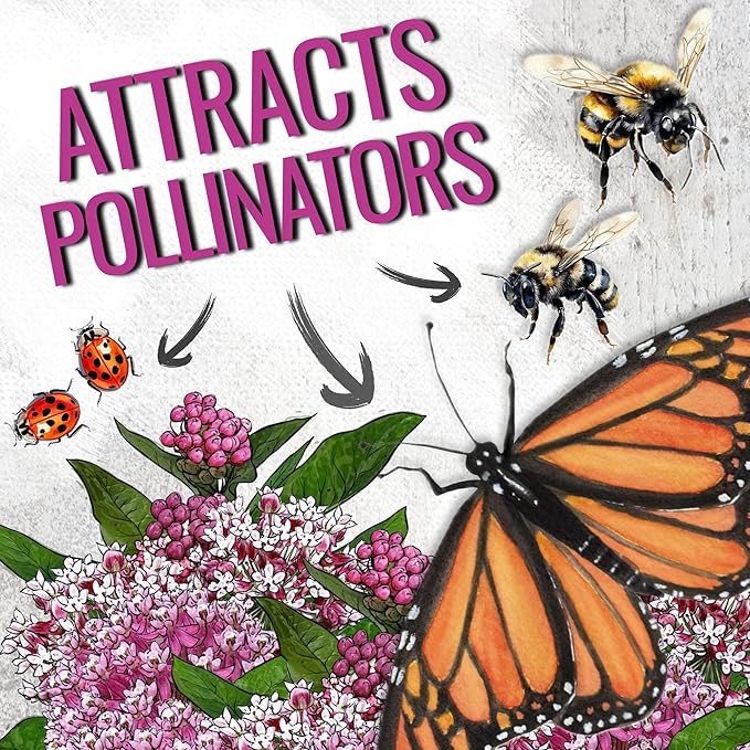 Seed Needs Pink Swamp Milkweed Seeds for Planting - Heirloom & Untreated - Grow a Butterfly Garden to Attract Monarch Butterflies & Pollinators (2 Packs)
