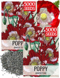 Seed Needs Danish Flag Poppy Seeds for Planting - Heirloom & Open Pollinated Annual Flowers - Attracts Pollinators/Butterflies to a Butterfly Garden (2 Packs)