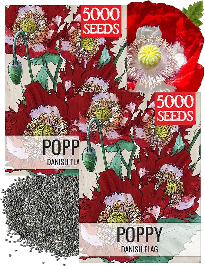 Seed Needs Danish Flag Poppy Seeds for Planting - Heirloom & Open Pollinated Annual Flowers - Attracts Pollinators/Butterflies to a Butterfly Garden (2 Packs)