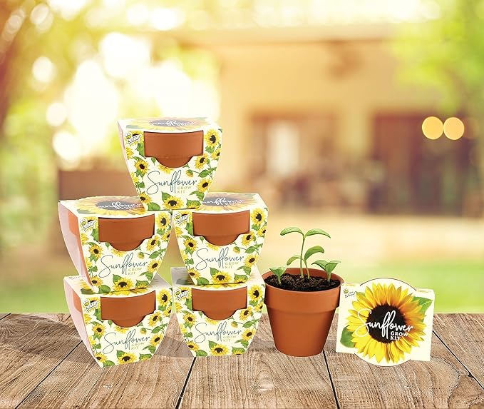 BUZZY Seeds Sunflower Daydream Collection 6-Pack Mini Terracotta Grow Pots, Includes Seed Packets and Growing Medium, Flower Starter Kit, Indoor Gardening Gift, Wedding Favors