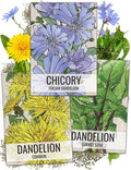 Seed Needs, Dandelion Seed Packet Collection (3 Varieties of Seeds for Planting) Non-GMO & Untreated - Common Dandelion, Chicory/Italian Dandelion & Garnet Stem Dandelion