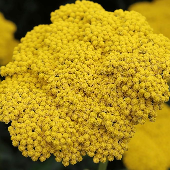 Seed Needs Gold Yarrow Seeds for Planting Yellow Achillea filipendulina - Heirloom & Open Pollinated Perennial Flowers to Attract Monarch Butterflies to a Butterfly Garden (5 Packs)