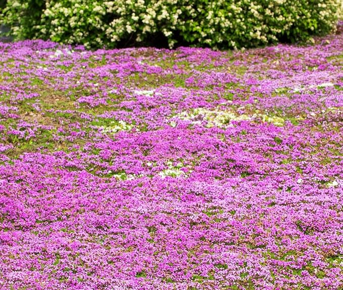 1500+ Creeping Thyme Seeds Purple Pink Ground Cover Heirloom, Non-GMO, Perennial