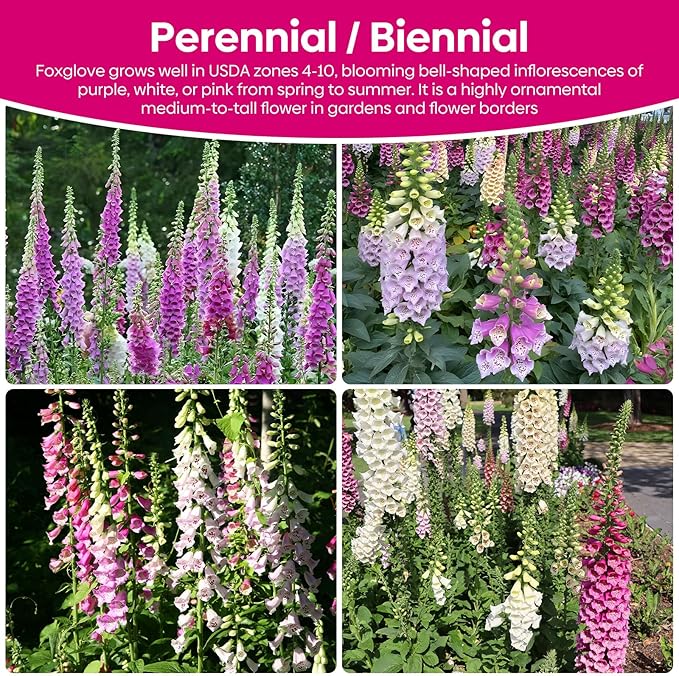 Foxglove Seeds, Large Packet 1 Ounce 290,000+ Seeds, 24-36’ Tall Spire Bloom Attract Hummingbirds and Bees, Non-GMO | Heirloom | USDA Zones 4-10