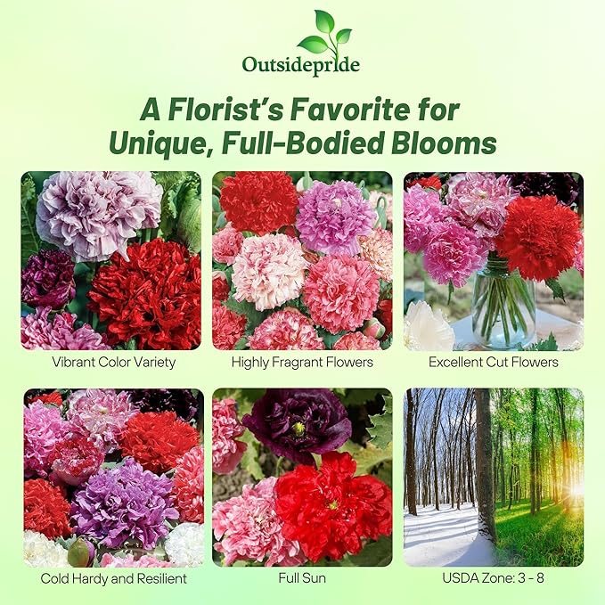 Outsidepride Peony Double Mix Poppy Seeds for Planting - 5,000 Pcs Annual, Drought-Tolerant & Easy to Grow Wildflower Seeds with Vibrant Mix Blooms for Landscaping, & Pollinator Garden