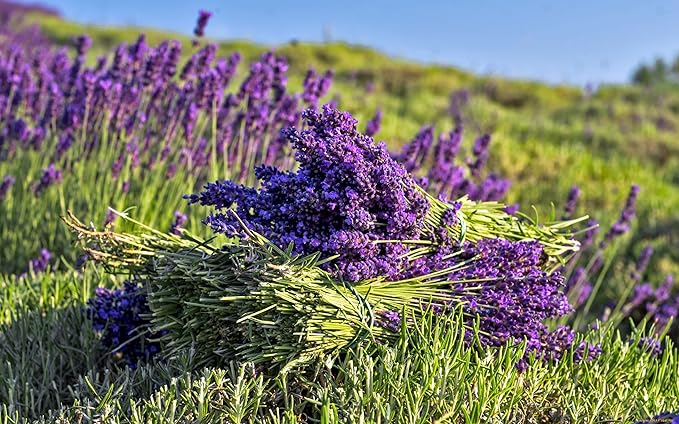 SeedsUP - 100+ Seeds English Lavender (Lavandula Plant) Medicinal - Herb Purple