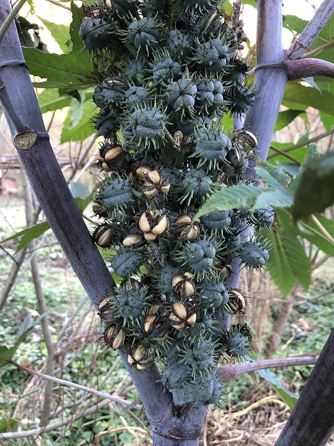 Castor Plant Seeds (Ricinus communis) 30 Seeds (6 Grams) - Mole Plant, African Wonder Tree, Mole Bean Plant by Smoke Camp Crafts