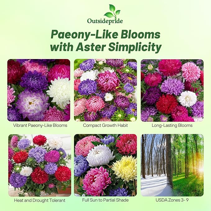 Outsidepride Paeony Aster Seeds - 1,000 Pcs Annual, Hardy & Pollinator Friendly Flower Seeds for Planting Vibrant Double Incurved Mix Petals, Ideal for Meadows & Aesthetic Gardens