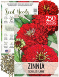 Seed Needs Zinnia Seeds for Planting Scarlet Flame Zinnias - Heirloom & Open Pollinated Annual Cut Flowers Perfect for Bouquets - Plant a Wildflower Butterfly Garden (1 Pack)