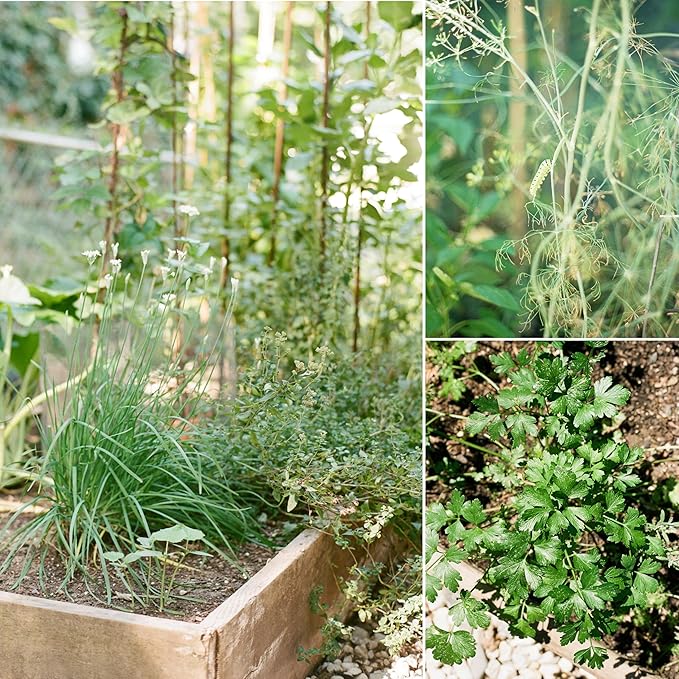 Sereniseed Certified Organic Herb Seeds (20-Pack) – Non GMO, Heirloom – Seed Starting Video – Basil, Cilantro, Oregano, Thyme, Parsley, Lavender, Chives, Sage, Dill Seeds for Indoor & Outdoor Planting