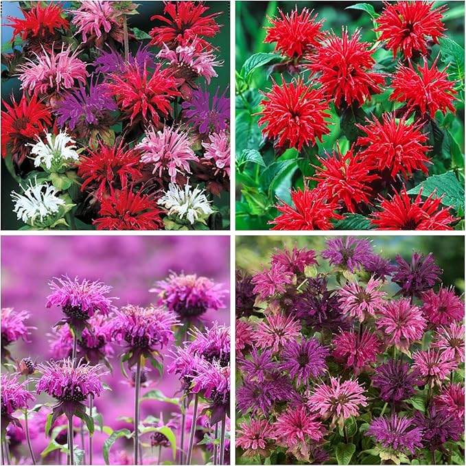 500+ Bee Balm Flower Seeds for Planting Perennial Monarda Didyma Bee Balm Heirloom Flower Non-GMO Seeds - Open-Pollinated