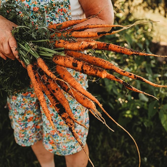 Imperator 58 Carrot - 150 Seeds - Heirloom & Open-Pollinated Variety, Non-GMO Vegetable Seeds for Planting Indoors or Outdoors in Containers or The Home Garden, Thresh Seed Company
