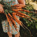 Imperator 58 Carrot - 150 Seeds - Heirloom & Open-Pollinated Variety, Non-GMO Vegetable Seeds for Planting Indoors or Outdoors in Containers or The Home Garden, Thresh Seed Company