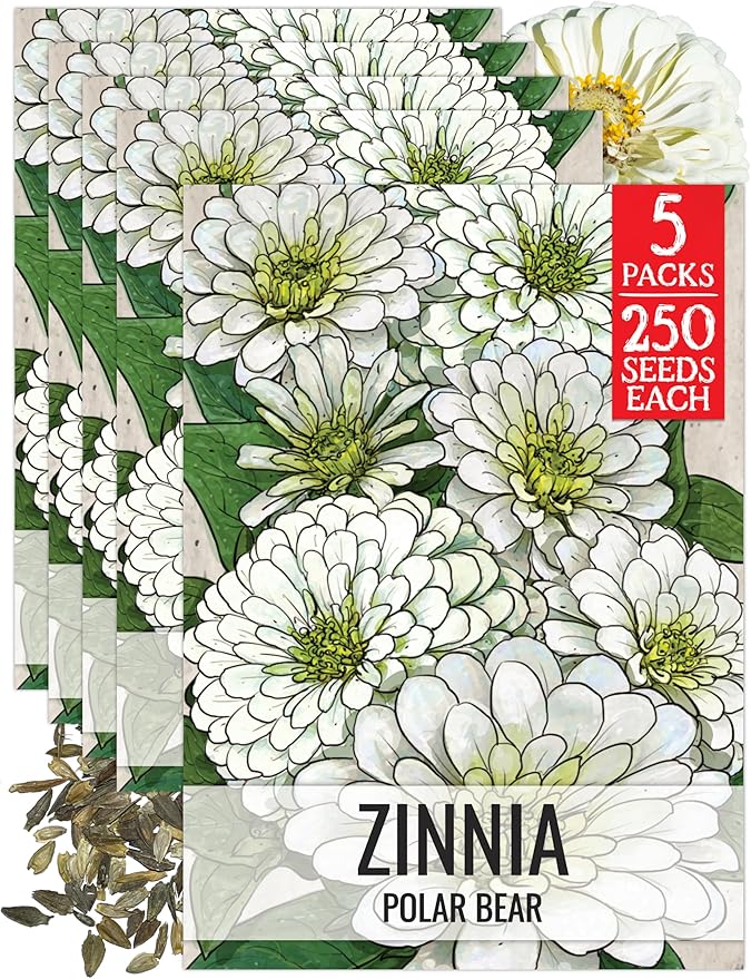Seed Needs Polar Bear White Zinnia Seeds for Planting - Heirloom & Untreated - Grow a Butterfly Garden to Attract Butterflies, Bees and Pollinators - Great Cut Flowers (5 Packs)