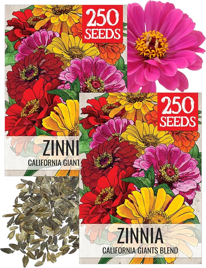 Seed Needs Zinnia Seeds for Planting California Giants Zinnias Blend - Heirloom & Open Pollinated Flowers to Grow an Outdoor Wildflower Butterfly Garden to Attract Pollinators (2 Packs)