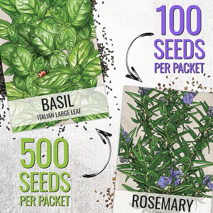 Seed Needs Rosemary Seeds & Basil Seeds for Planting Italian Herbs - Non-GMO Heirloom & Untreated Herb Seed to Plant an Indoor/Outdoor Culinary Medicinal Garden (Collection of 2 Packets)